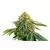 Hulk OG genetics, Фасовка: 3+1